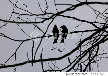 Silhouette of Greater Racket-tailed bird on a tree Silhouette of Greater Racket-tailed bird on a tree 41411528