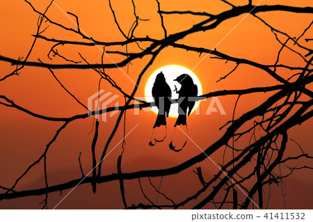 Silhouette birds on a branch with red sky sunset Silhouette birds on a branch with red sky sunset 41411532