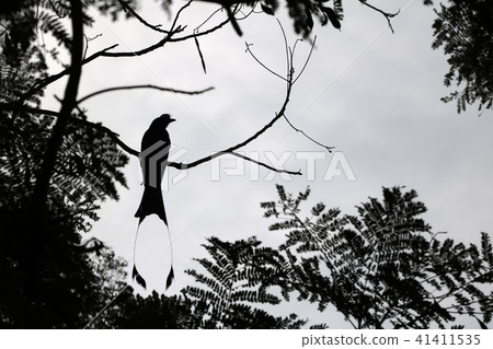 Greater Racket-tailed Drongo birds on a tree Greater Racket-tailed Drongo birds on a tree 41411535