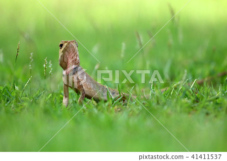 Lizard on the lawn in the garden 41411537