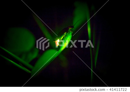 Genji firefly 41411722