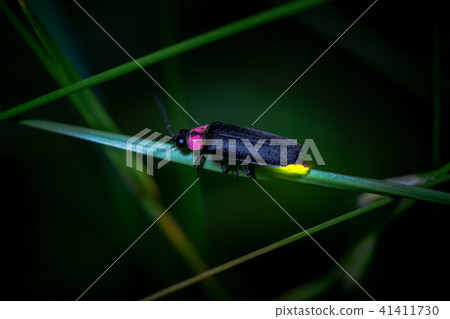 Genji firefly Genji firefly 41411730