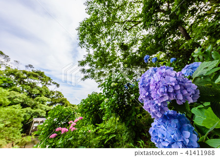 多雲的天空和繡球花 多雲的天空和繡球花 41411988