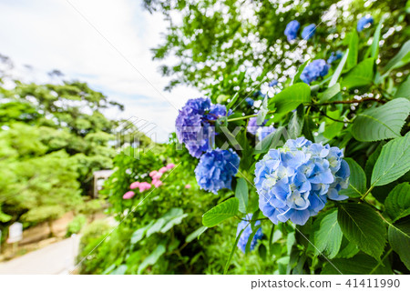 多雲的天空和繡球花 41411990