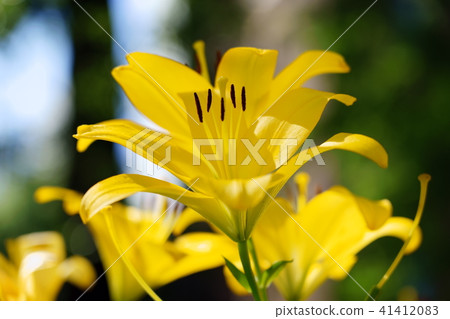 Yuri (Yellow) Yuri (Yellow) 41412083