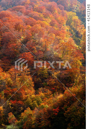 Autumn beech forest Autumn leaves forest 41413148