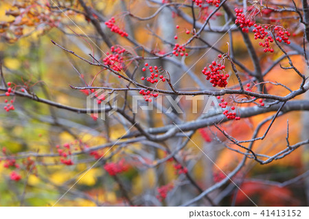 Autumn Nanakamado red fruit 41413152