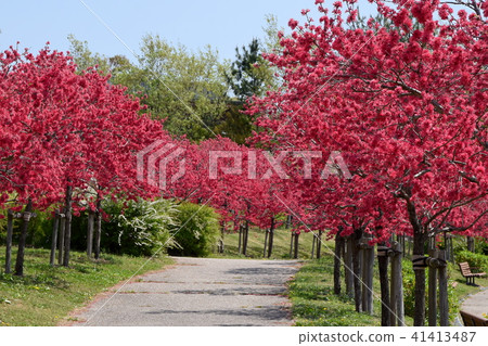 Chrysanthemum trees Chrysanthemum trees 41413487