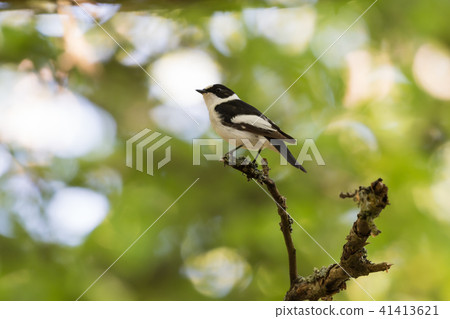 Male Collared Flycatcher on a twig 41413621