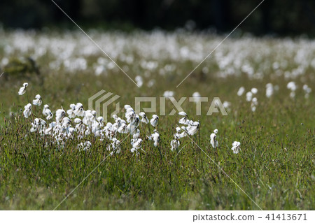 Common cotton grass view 41413671