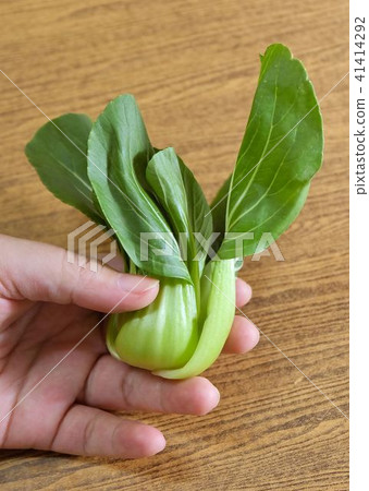 Hand Holding A Fresh Green Bok Choy Hand Holding A Fresh Green Bok Choy 41414292