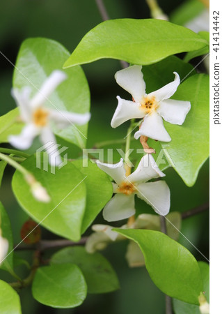 Taiyazura Taiyazura 41414442