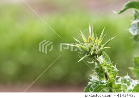 Tsubomi of Maria Thistle 41414453