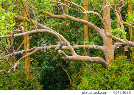 Rainbow Eucalyptus Tree Rainbow Eucalyptus Tree 41414686