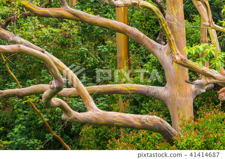 Rainbow Eucalyptus Tree 41414687