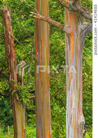 Rainbow Eucalyptus Tree Rainbow Eucalyptus Tree 41414688