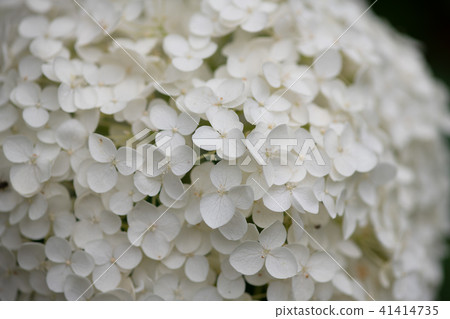 白色繡球花的特寫 41414735