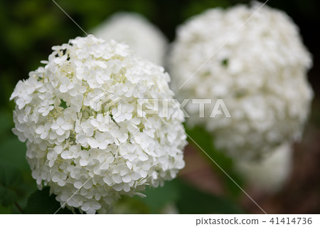 白色繡球花的特寫 白色繡球花的特寫 41414736
