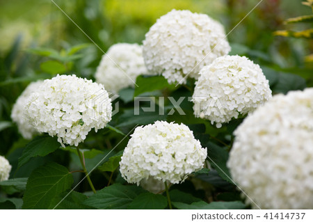 白色繡球花的特寫 41414737