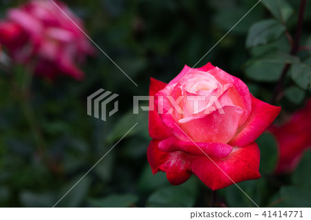 Up of flower of rose of red and white "Dan top" Up of flower of rose of red and white "Dan top" 41414771