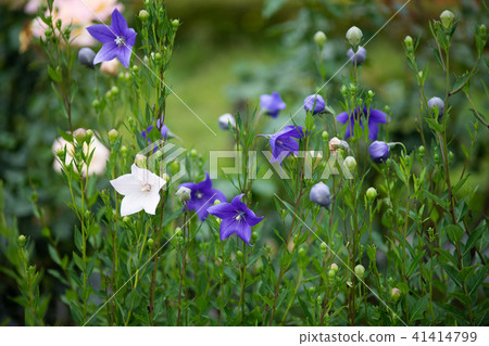 Up flowers of purple and white choshu Up flowers of purple and white choshu 41414799