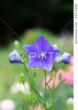 Up of purple flower flowers Up of purple flower flowers 41414800