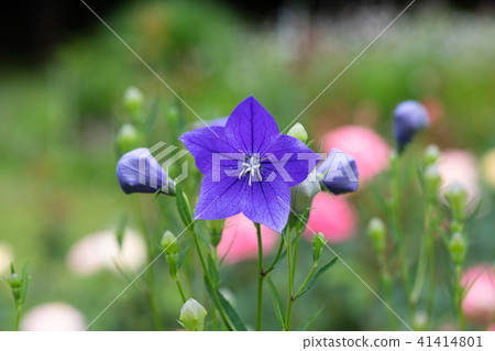 Up of purple flower flowers Up of purple flower flowers 41414801