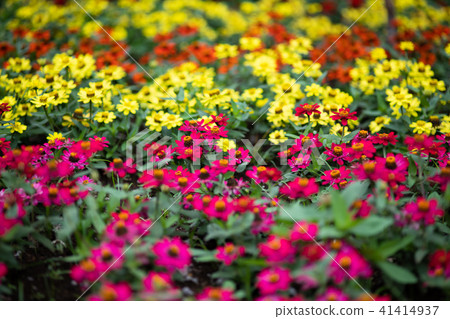 Colorful jinias flowers Colorful jinias flowers 41414937