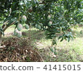 Mango plantation in Africa 41415015