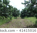 Mango plantation in Africa 41415016