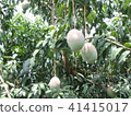 Mango plantation in Africa 41415017