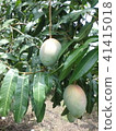 Mango plantation in Africa 41415018