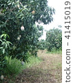 Mango plantation in Africa 41415019