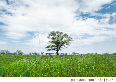 Lonely green tree in the middle of a meadow field against a blue sky background with white clouds Lonely green tree in the middle of a meadow field against a blue sky background with white clouds 41415087