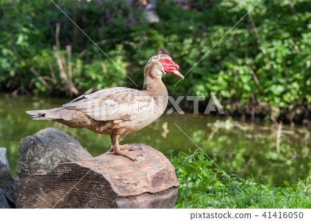 White duck sitting alone 41416050