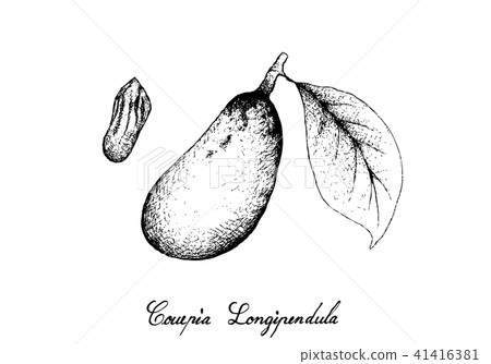 Couepia Longipendula Fruit on Tree Bunch 41416381