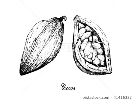 Hand Drawn of Theobroma Cacao Fruits on Tree Bunch 41416382