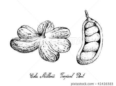 Hand Drawn of Cola Millenii Fruits on Tree Bunch 41416383