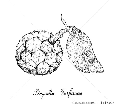 Duguetia Furfuracea Fruit on White Background 41416392