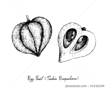 Canistel or Eggfruit on White Background Canistel or Eggfruit on White Background 41416394