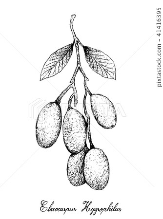 Elaeocarpus Hygrophilus on White Background 41416395