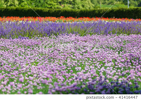 Flower garden of the chives Flower garden of the chives 41416447
