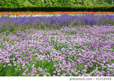 韭菜的花園 韭菜的花園 41416449