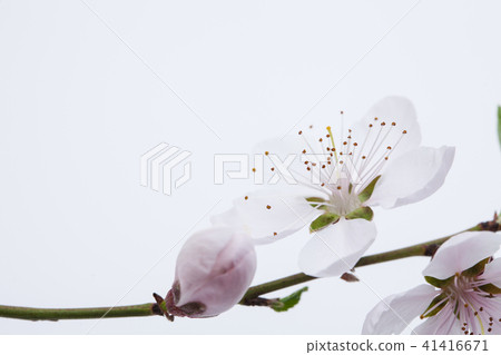 Pretty peach blossom flower in studio view Pretty peach blossom flower in studio view 41416671