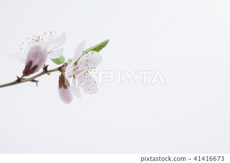 Pretty peach blossom flower in studio view Pretty peach blossom flower in studio view 41416673