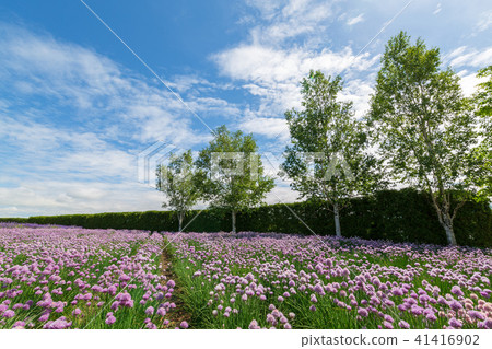 韭菜的花園 41416902