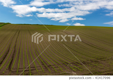 Biei sky of early summer 41417096