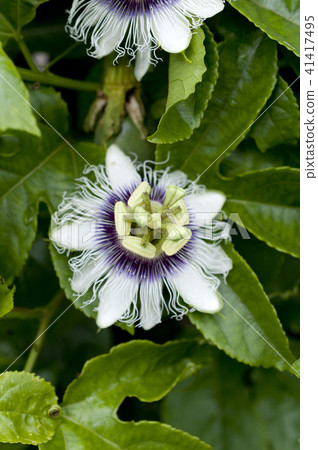 Passion fruit (fruit watch grass) flowers 41417495