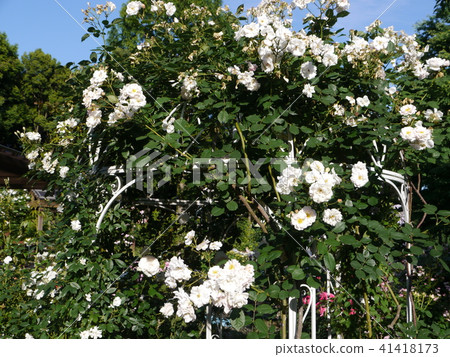 Tama City Green Living Center (Rose) 41418173