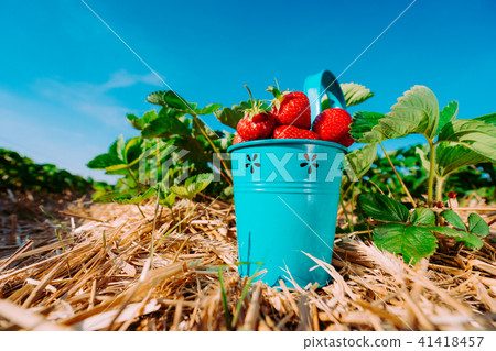 Wide perspective of blue bucket full of fresh pick strawberries. Strawberry field on sunny day with Wide perspective of blue bucket full of fresh pick strawberries. Strawberry field on sunny day with 41418457